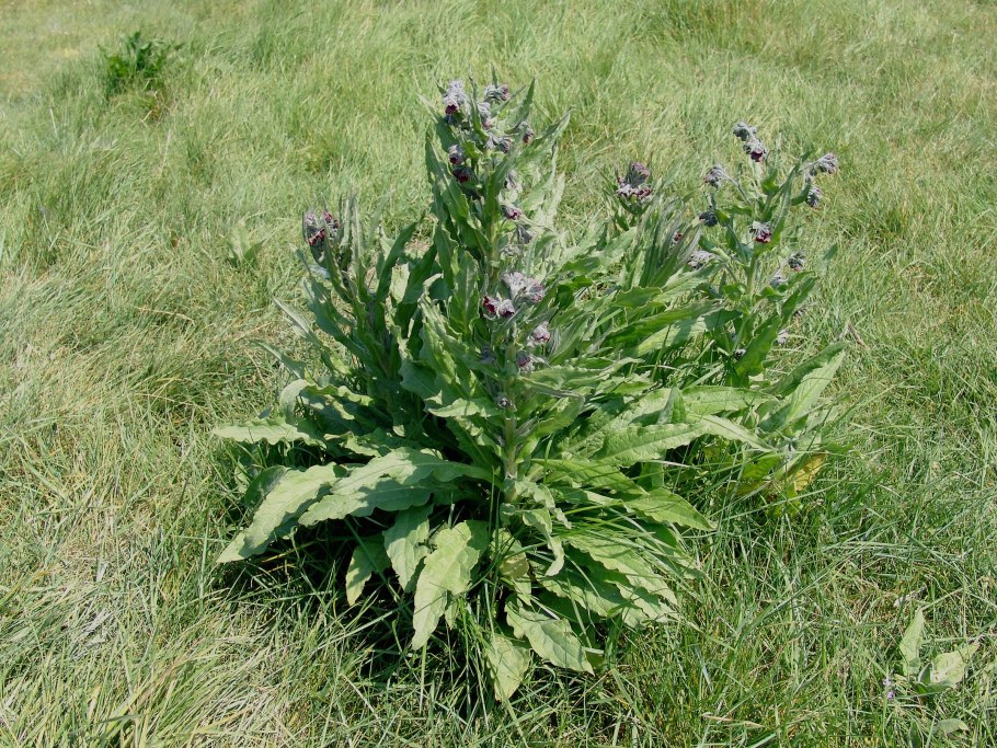 Чернокорень Крысогон