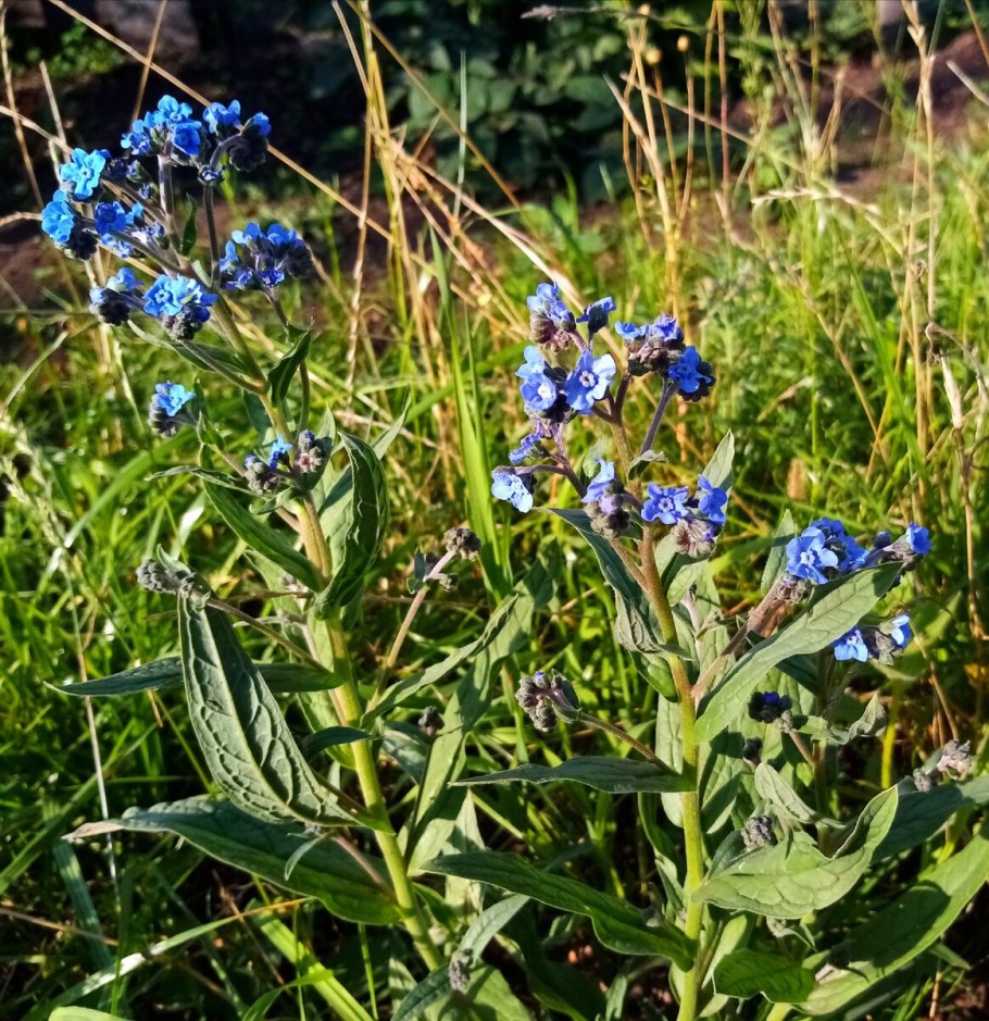 Чернокорень Крысогон