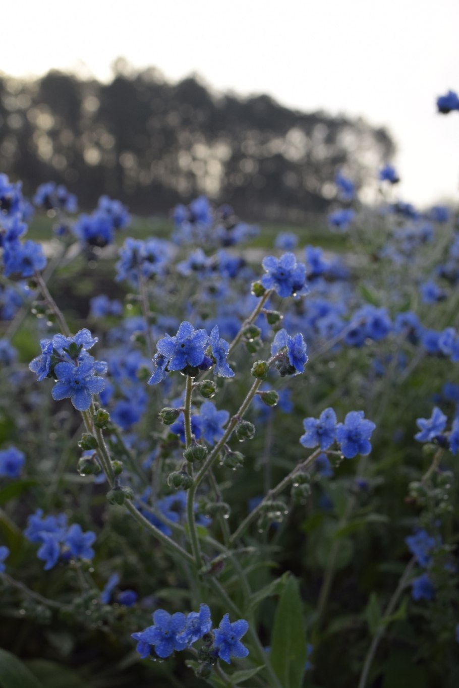 Чернокорень Форгетминот