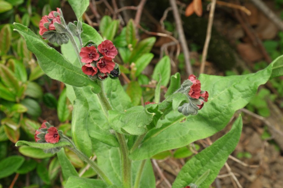 Cynoglossum officinale