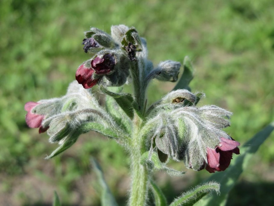 Циноглоссум чернокорень