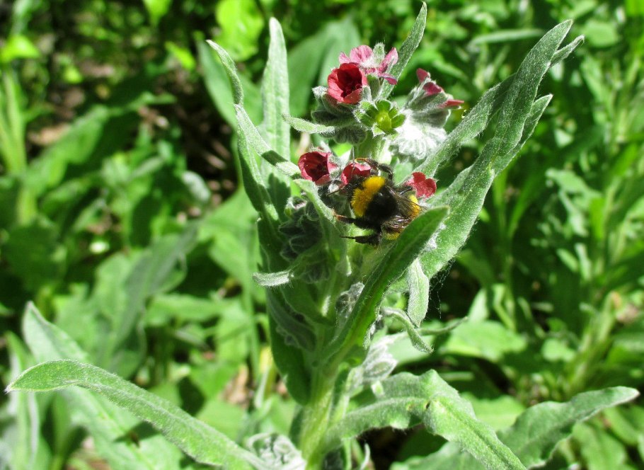 Cynoglossum montanum