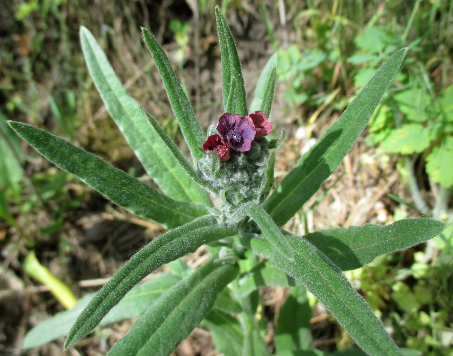 Cynoglossum officinale