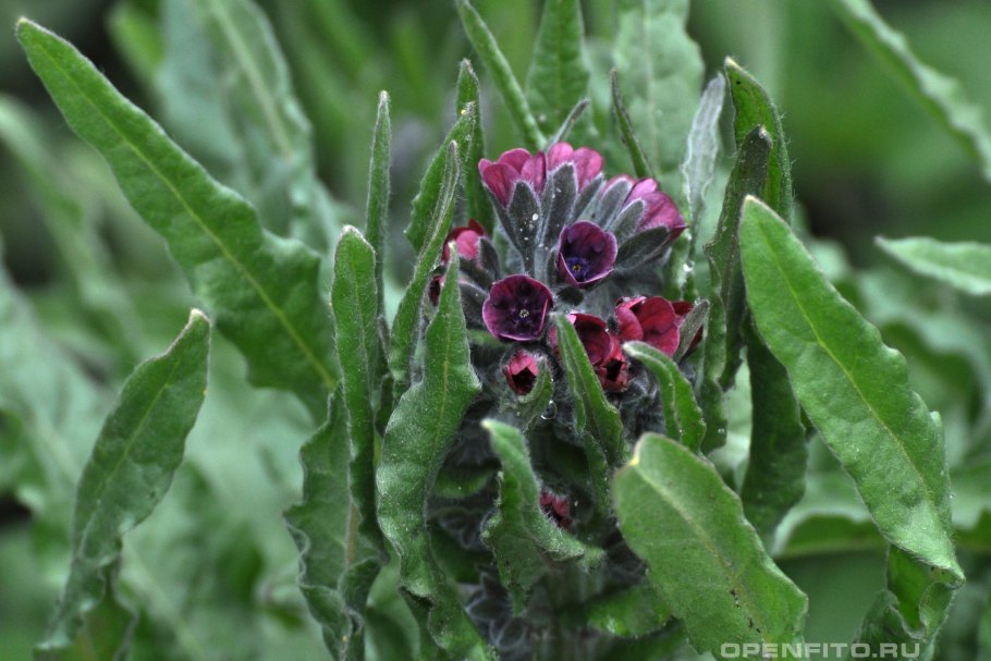 Чернокорень Форгетминот