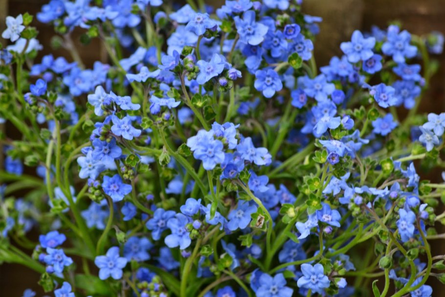 Чернокорень лекарственный тычинки