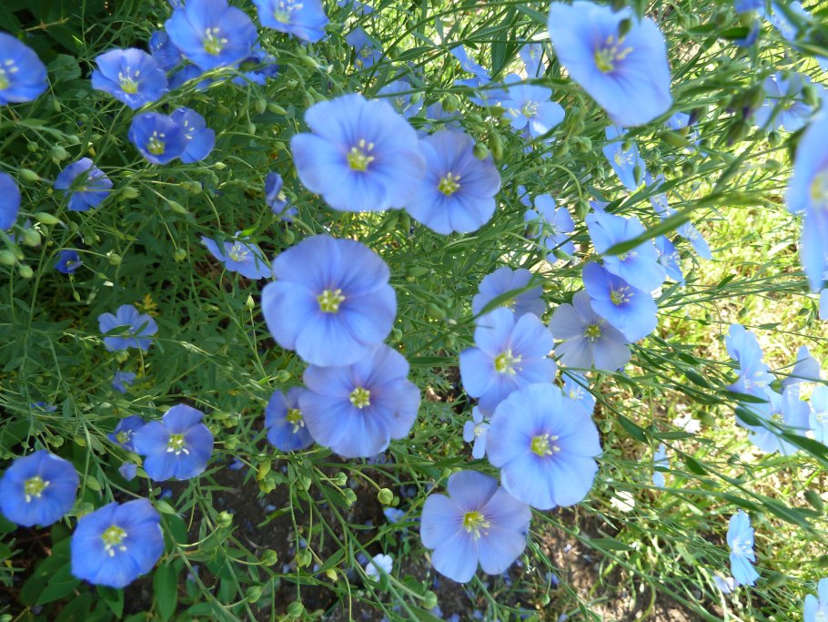 Лен многолетний Блу