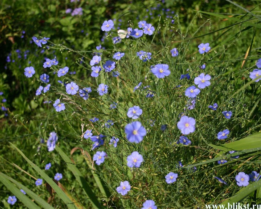 Лен многолетний Linum perénne