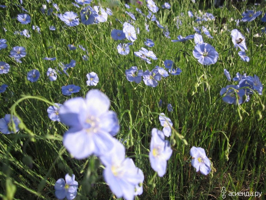 Лен многолетний Блу