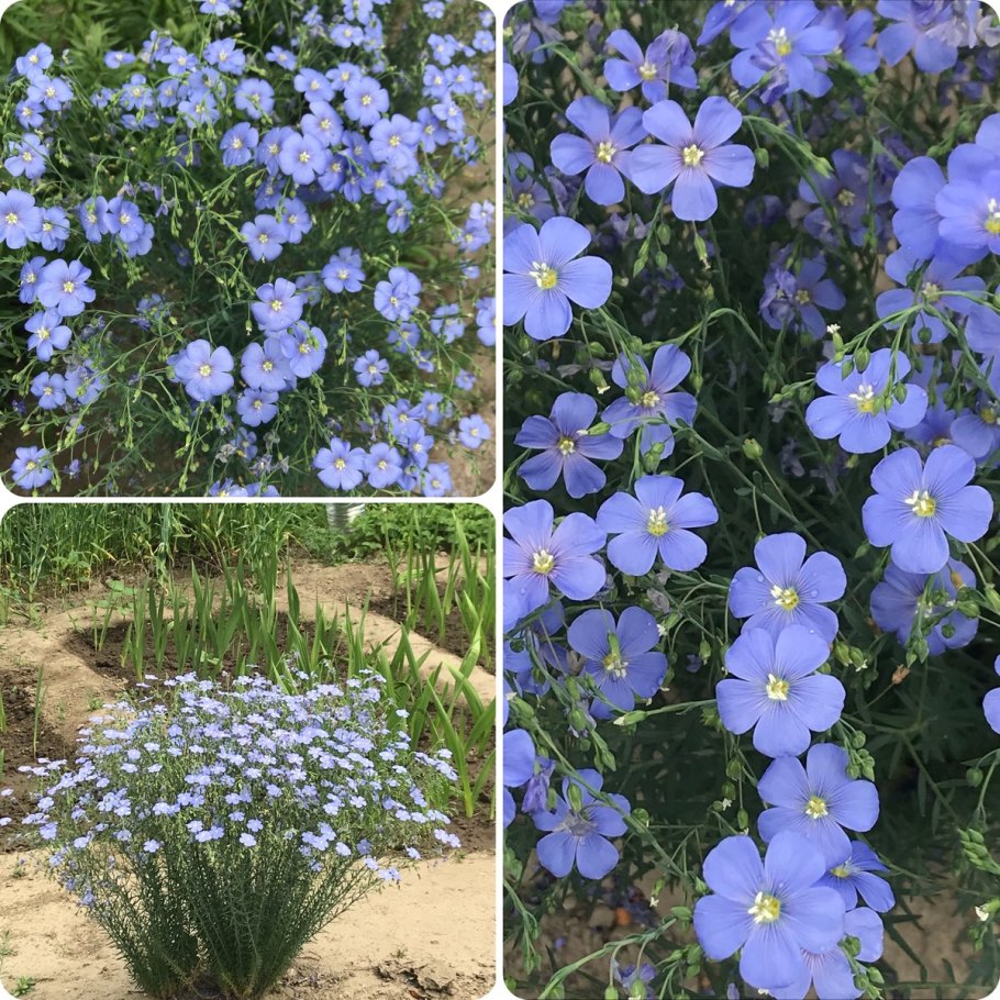 Лен многолетний Linum perenne