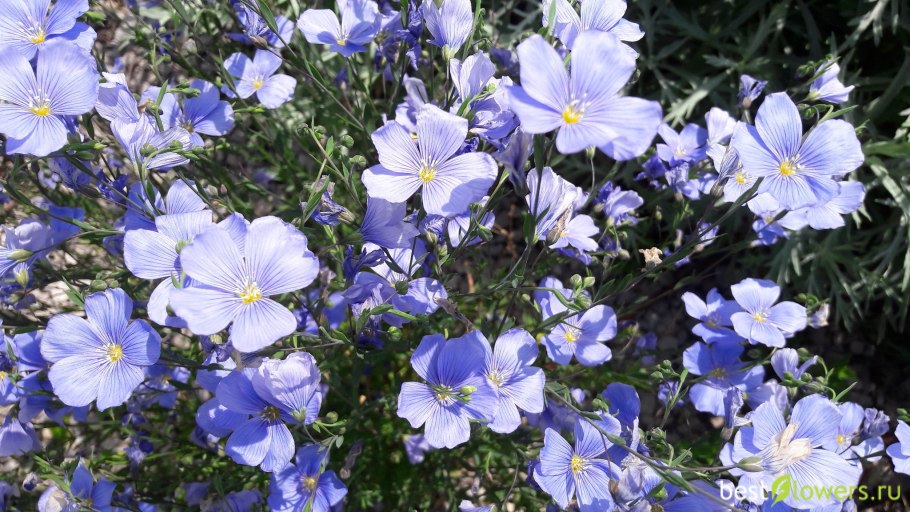 Лён крупноцветковый (Linum grandiflorum)