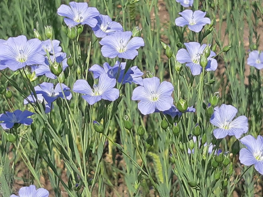 Лен многолетний Блу