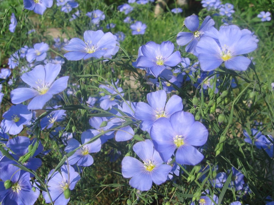 Лен многолетний Блу