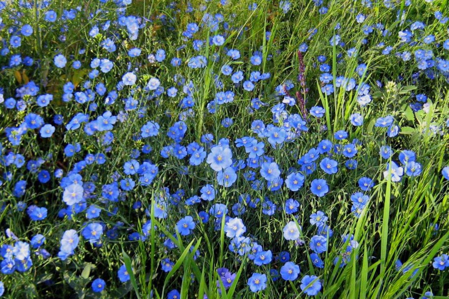 Лен многолетний Блю Скай