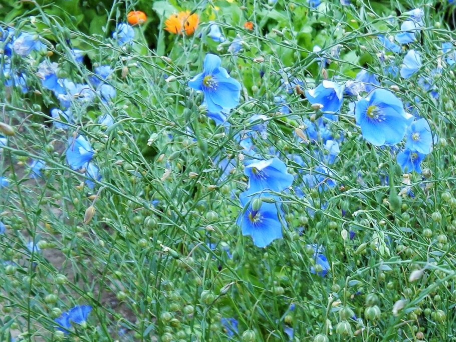 Лен многолетний Блу