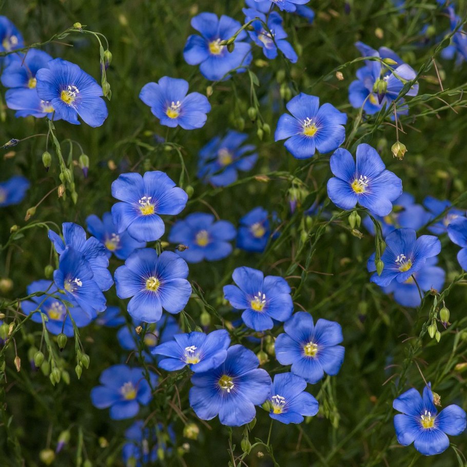 Лен многолетний Блю Скай