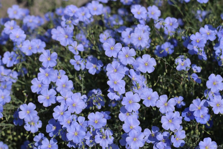 Лен многолетний Сибирский