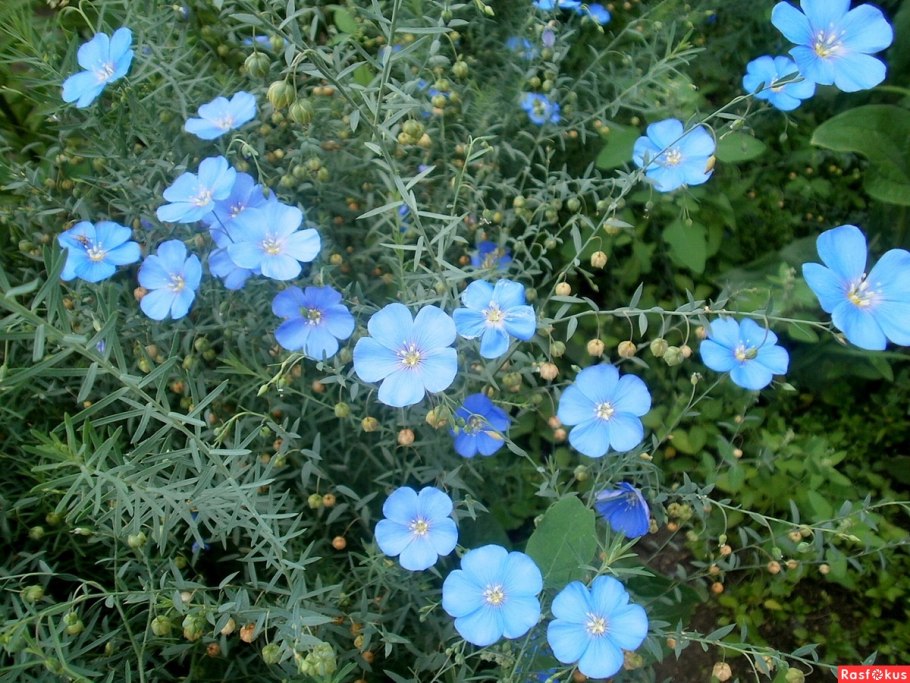 Лен многолетний Linum perenne