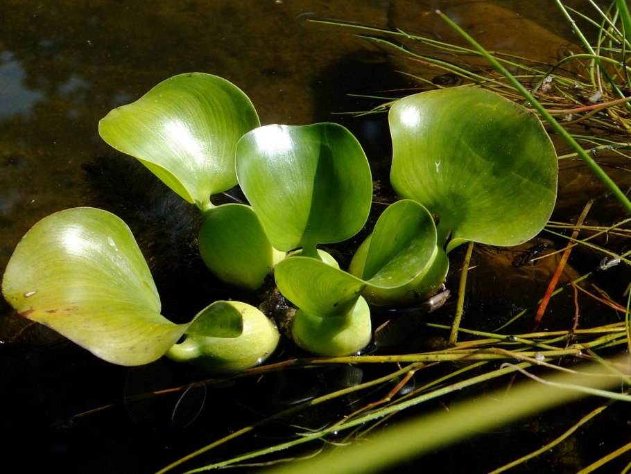 Эйхорния толсточерешковая