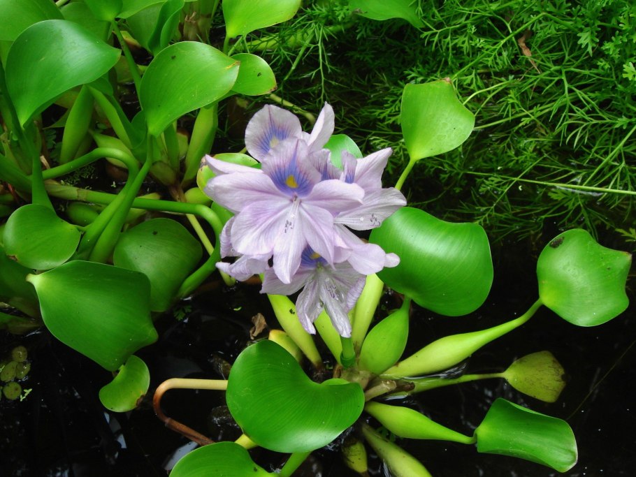 Эйхорния крассипес