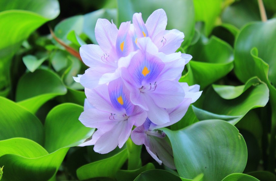 Эйхорния толстоножковая