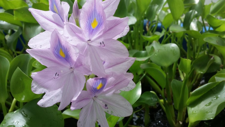Водный гиацинт (Eichhornia crassipes)