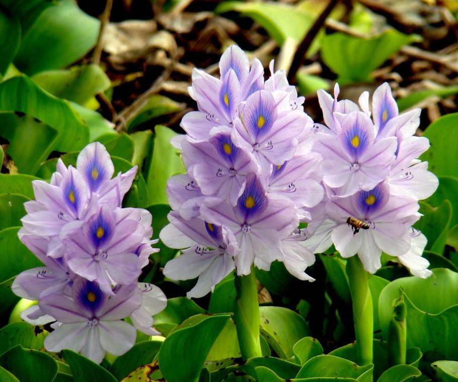 Водяной гиацинт (Eichhornia crassipes)
