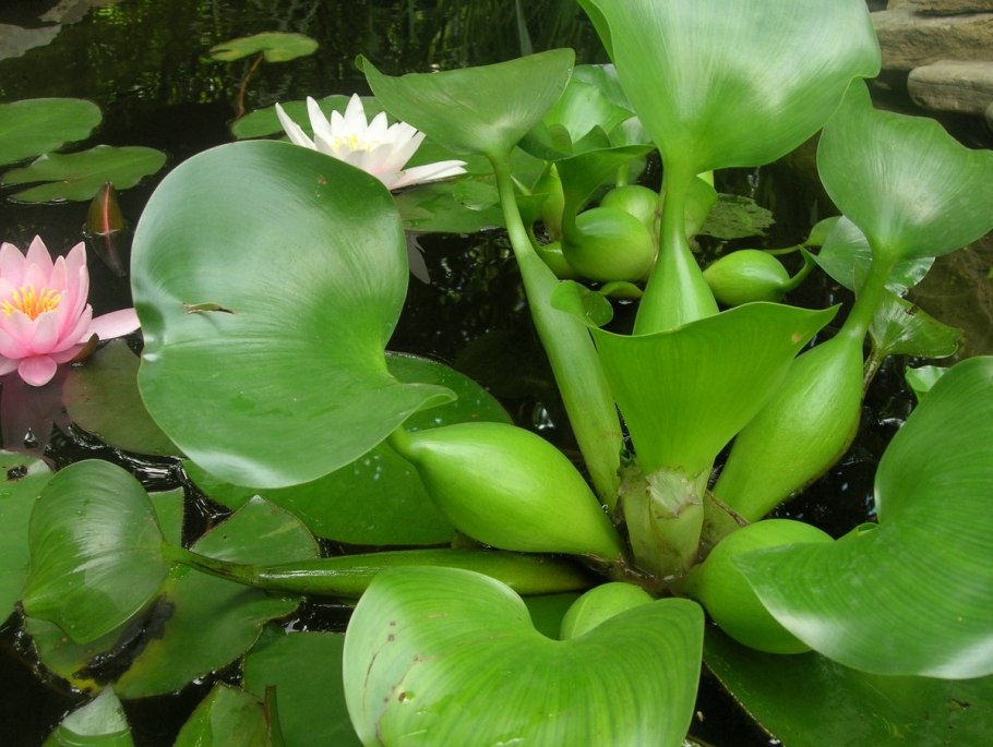 Эйхорния толсточерешковая