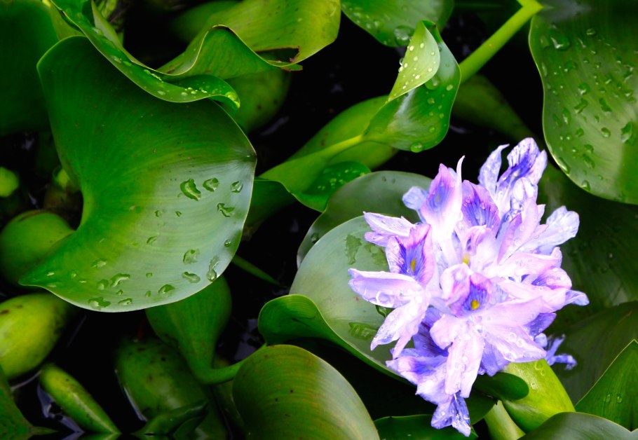 Эйхорния Водный гиацинт