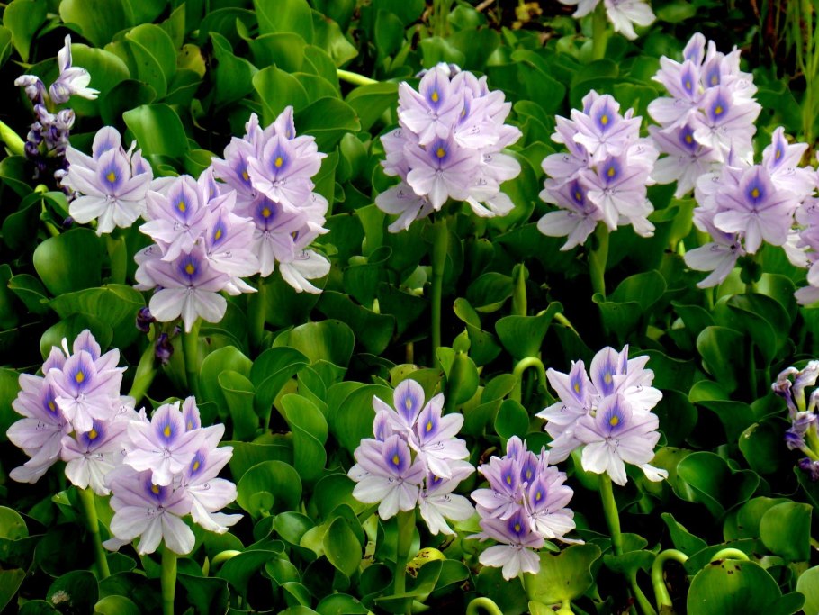 Водяной гиацинт (eichhornia crassipes)