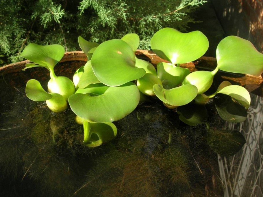 Водяной гиацинт (Eichhornia crassipes)
