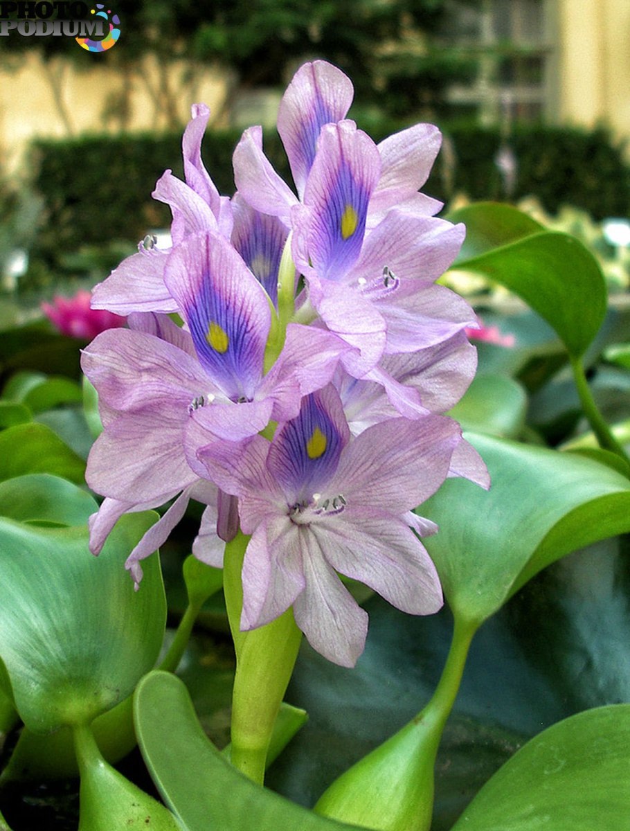 Эйхорния толстоножковая