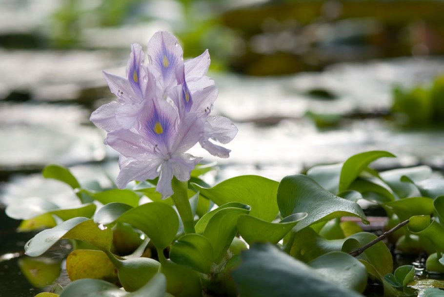 Водный гиацинт (Water Hyacinth)