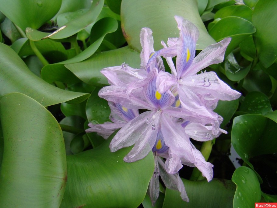 Гиацинт эйхорния