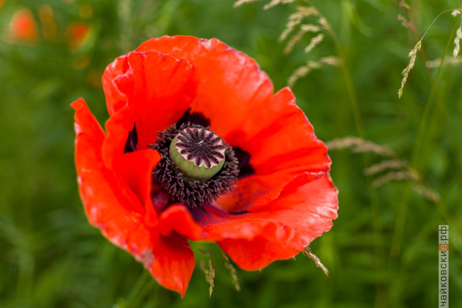 Мак папавер испанский Танжерин
