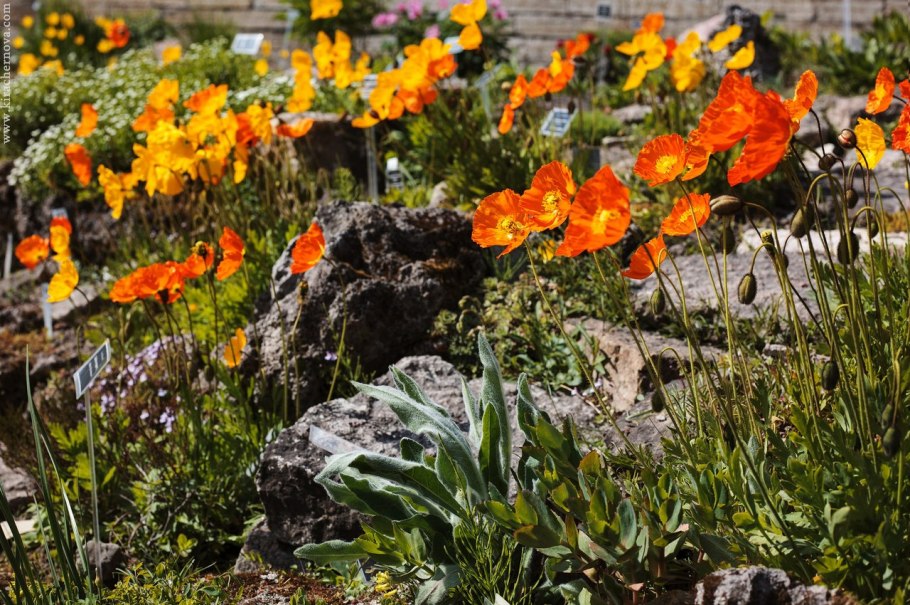 Папавер Атлантикум