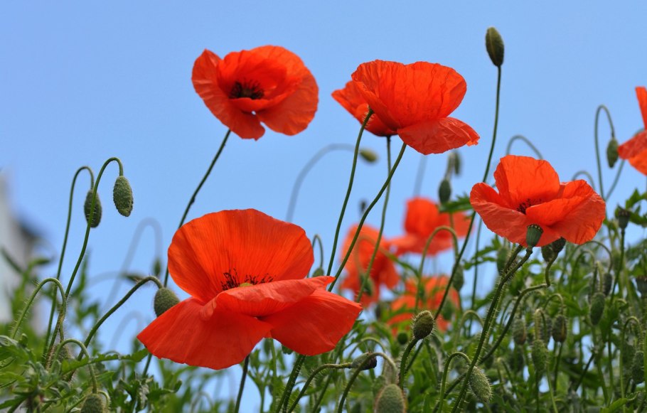 Мак (Poppy Seeds)