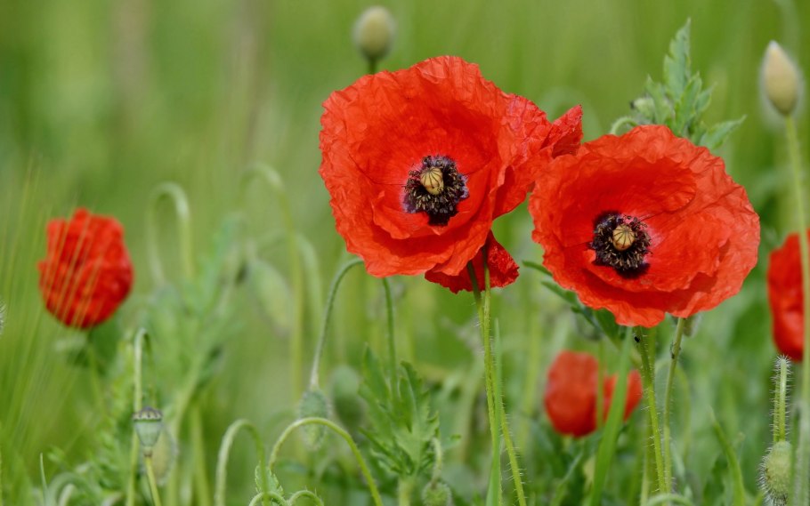 Мак Атлантический (Papaver atlanticum)