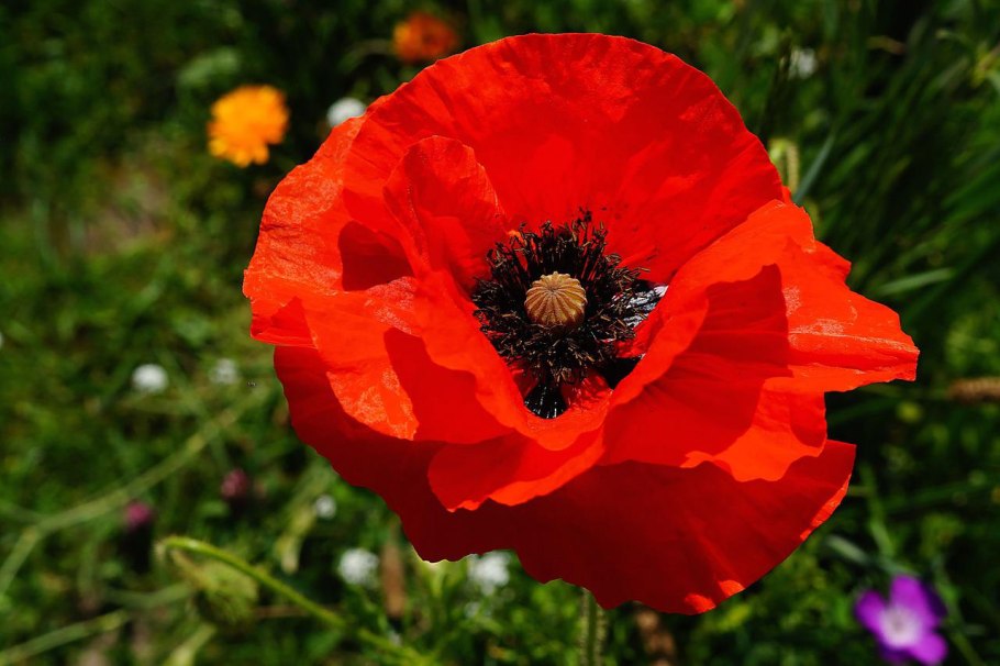 Мак прицветниковый Вики