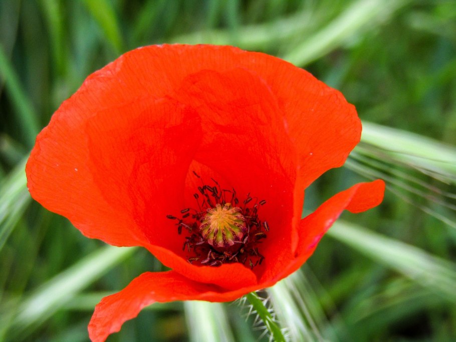 Букет маков