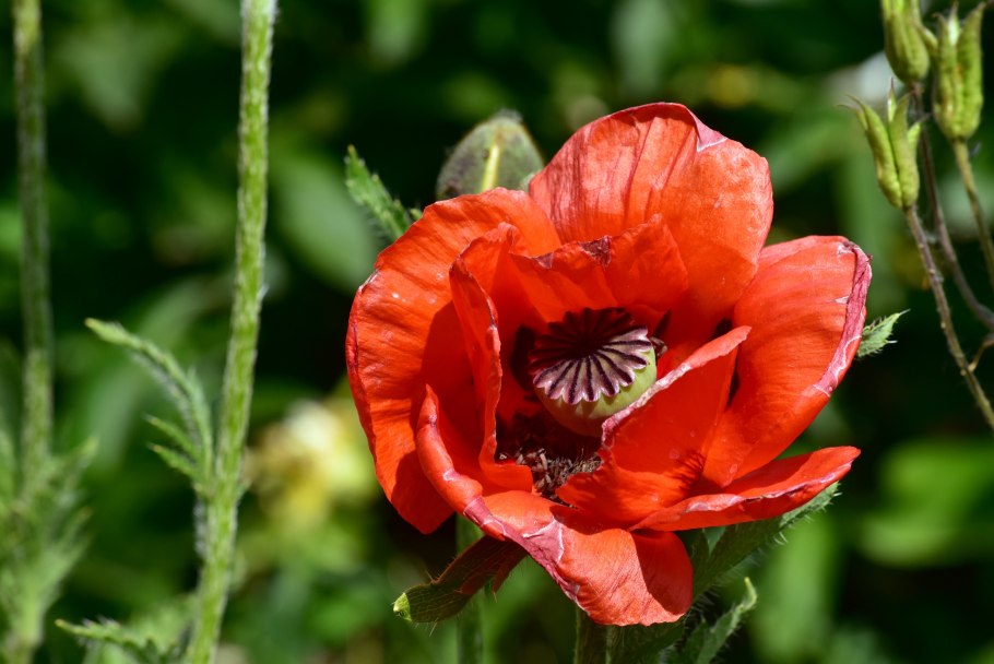 Мак однолетний или многолетний