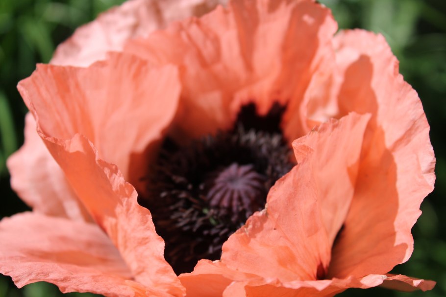 Мак Скакунец