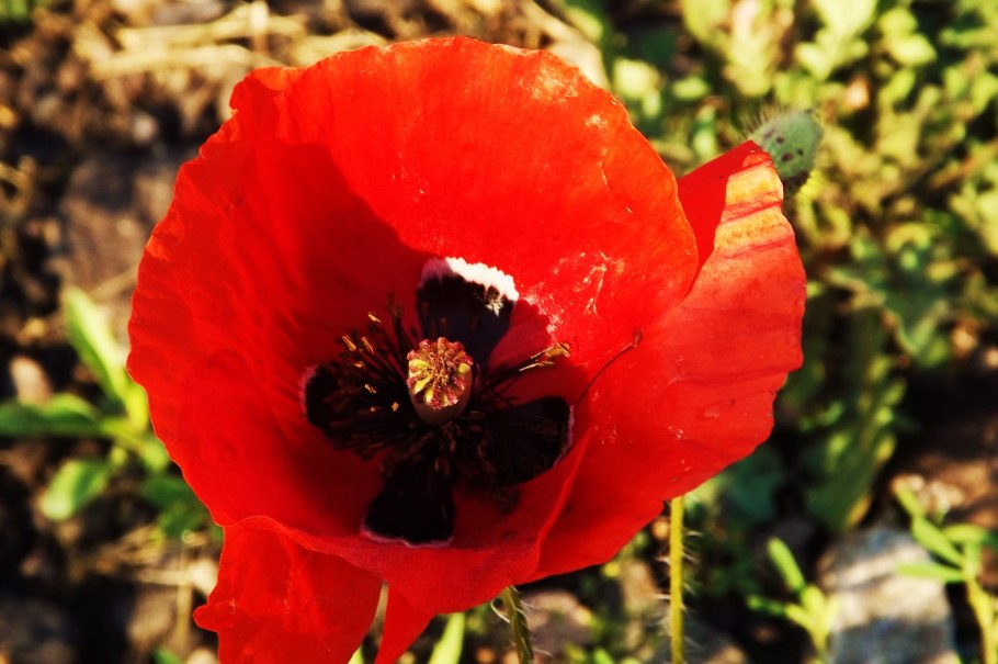 Мак классический