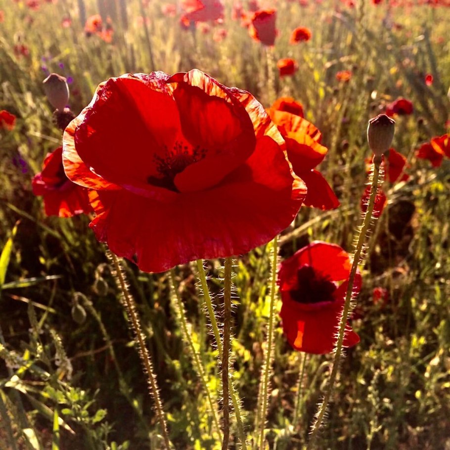 Красный Мак цветок