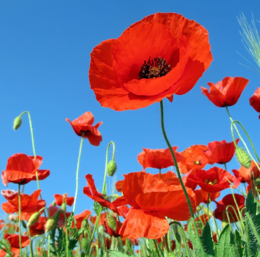 Красные маки