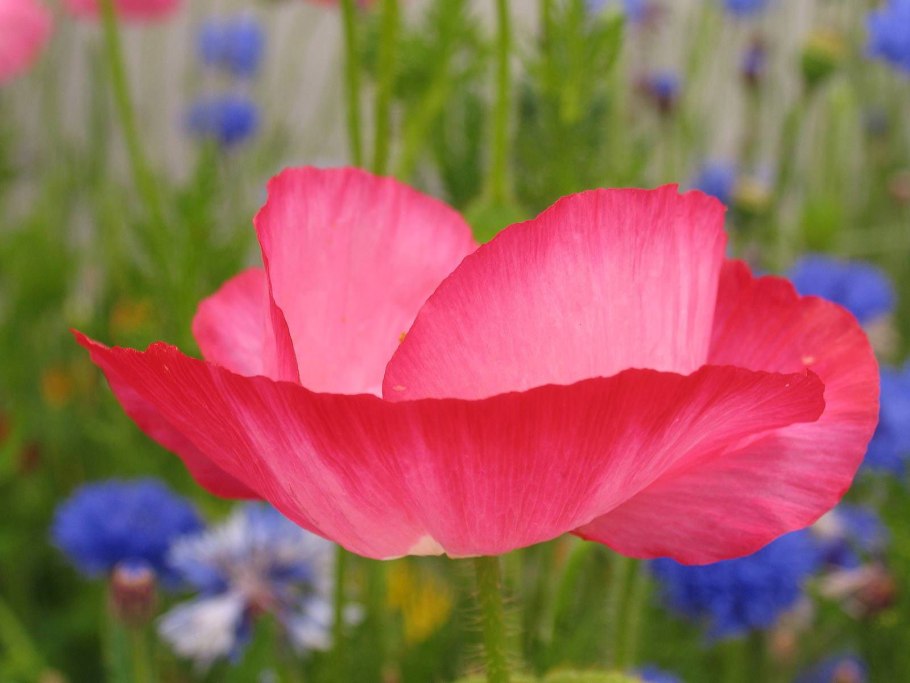 Дикий Мак цветок