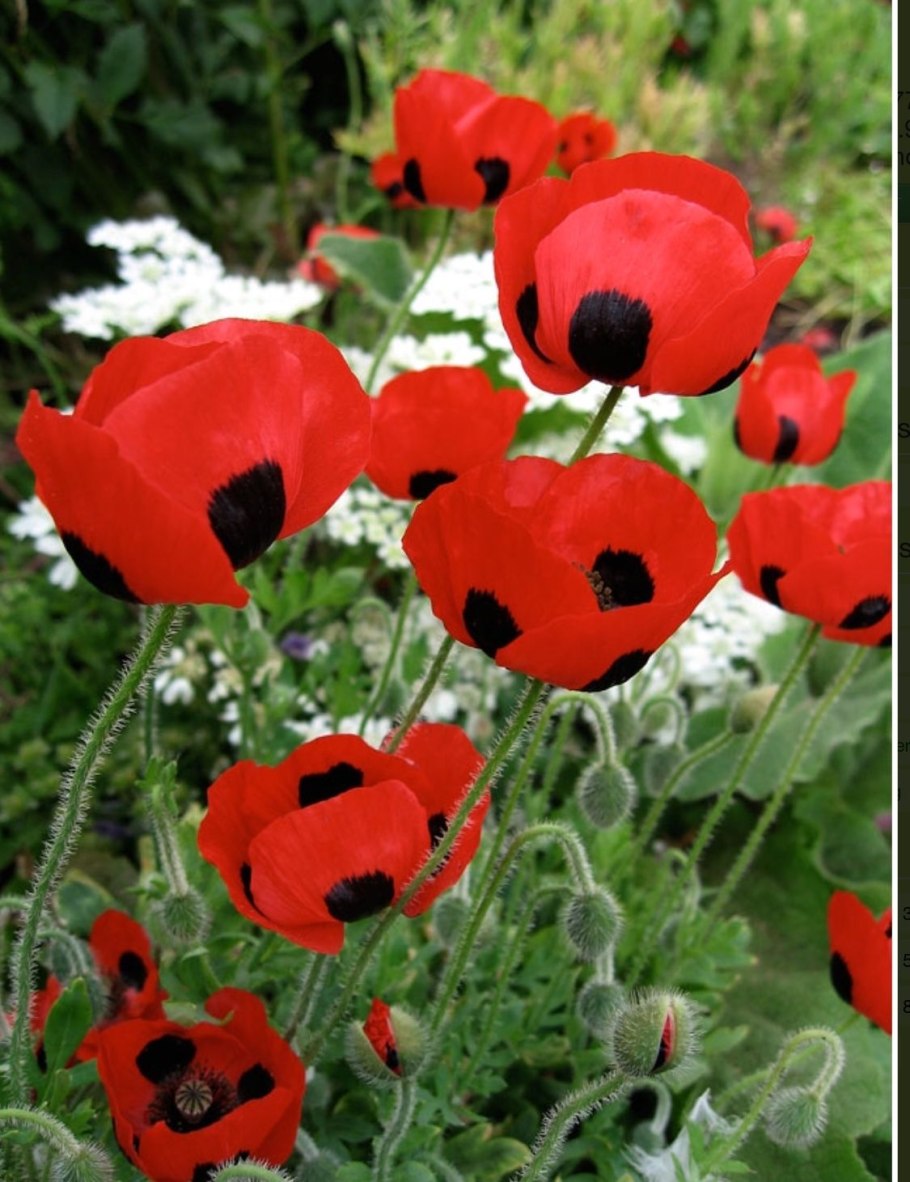 Мак Луговой