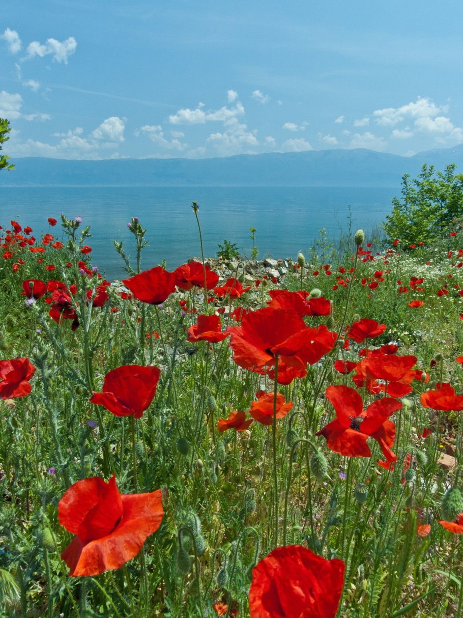 Красные маки на голубом фоне