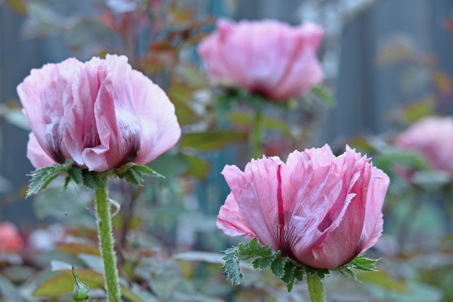 Мак Атлантический (Papaver atlanticum)