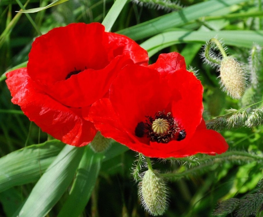 Мак Атлантический (Papaver atlanticum)