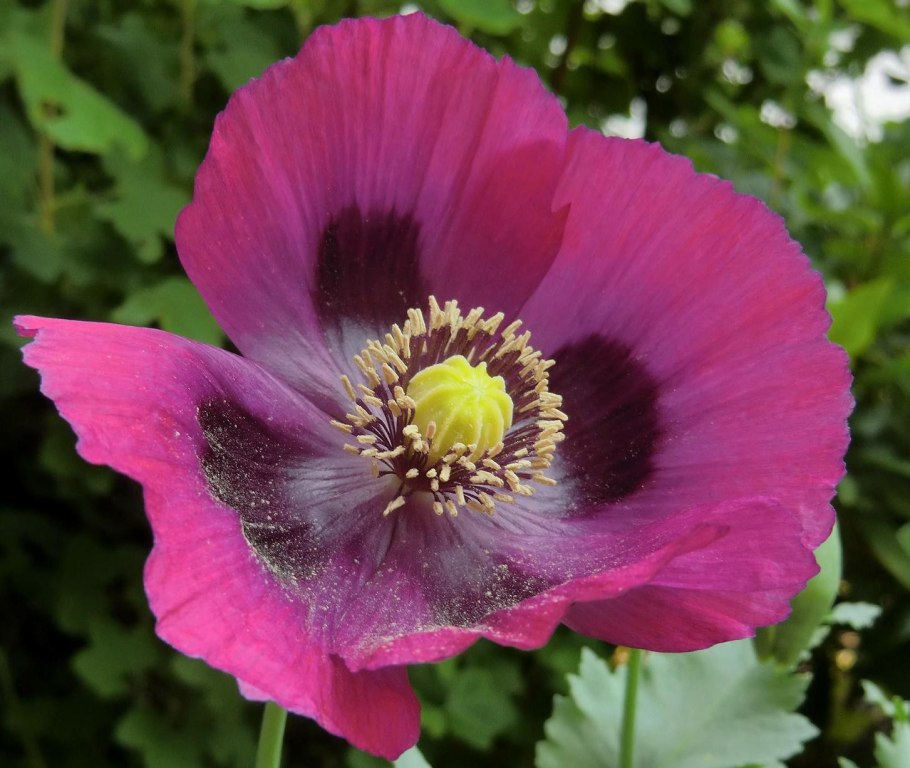 Маки заросли